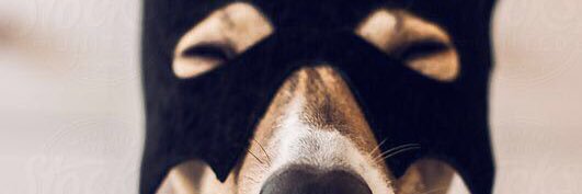 Dogiestyless's profile banner image