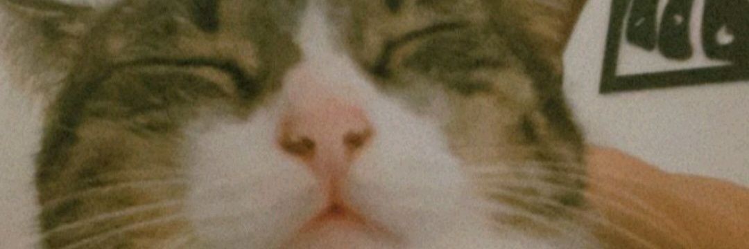 koallann's profile banner image