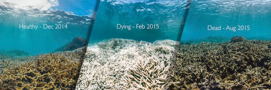 Coral Bleaching banner