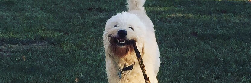 Ashley Murosky banner