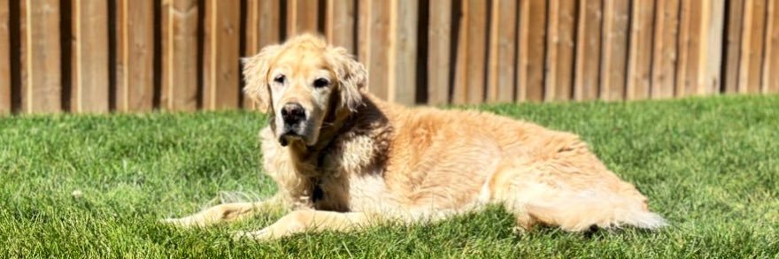 Marino Wijay 🇨🇦 banner