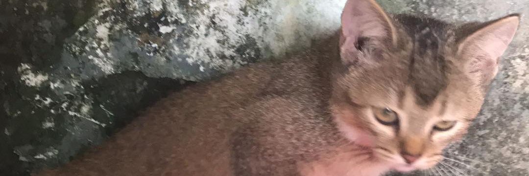 Cats Suy banner