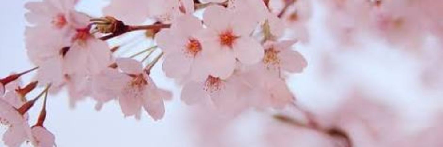 cherry_sakura3's profile banner image