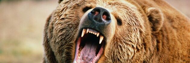 Bearshky's profile banner image