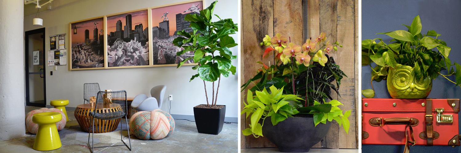 HardingBotanica's profile banner image