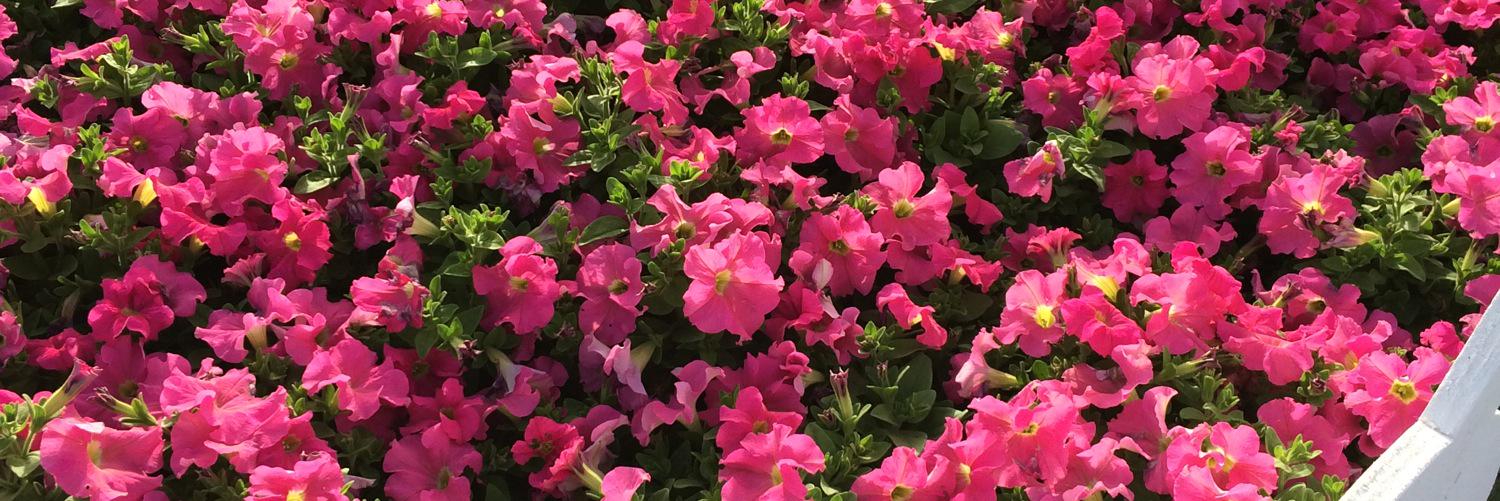 ro7_abeerh's profile banner image