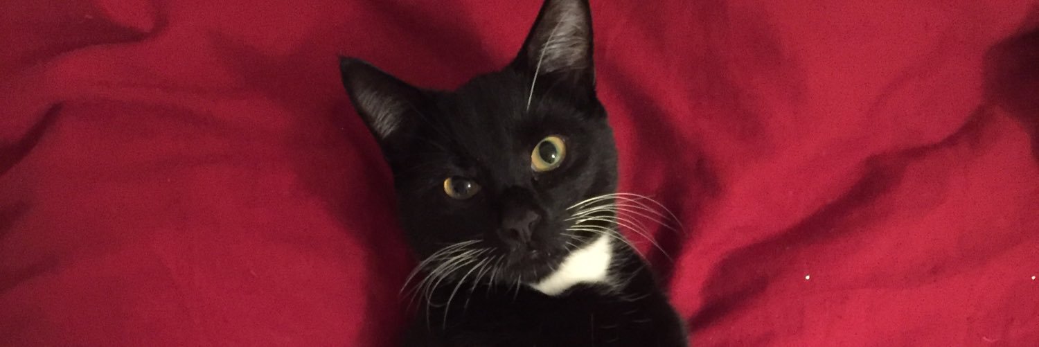 Electric Velvet banner