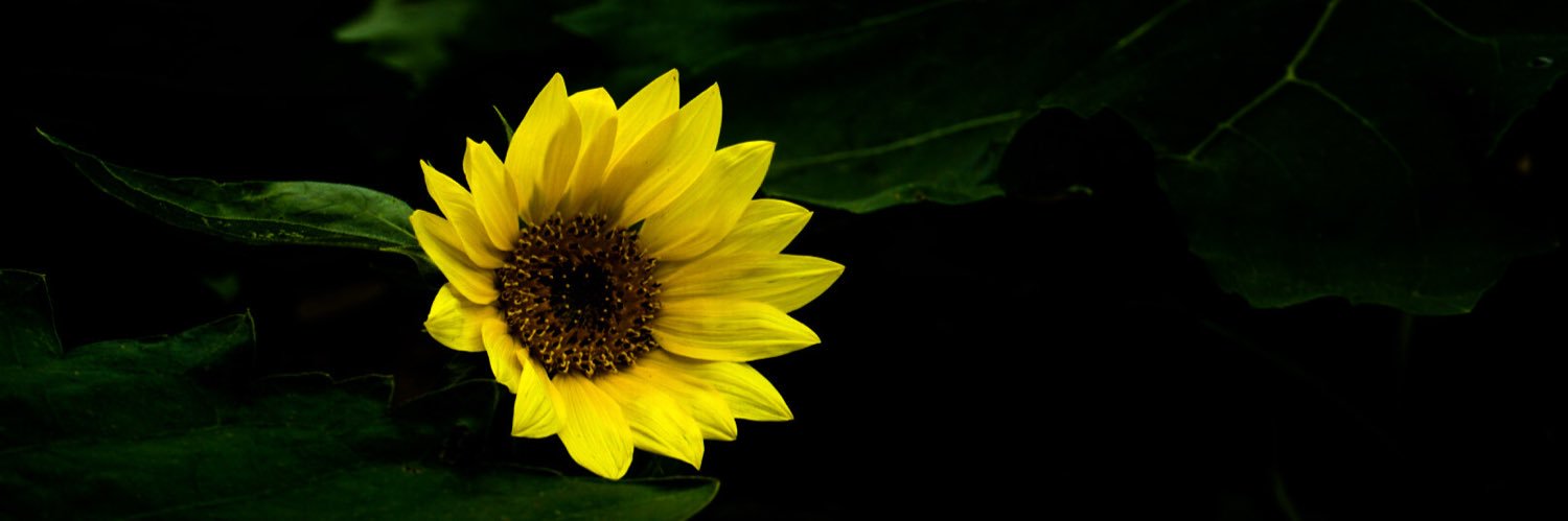 𝕒𝕦𝕓𝕣𝕖𝕪 -•CBUS•- banner