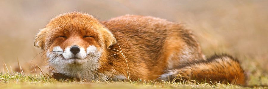 greenviking29's profile banner image