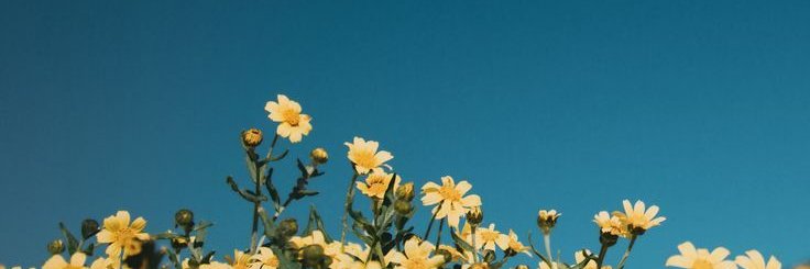 Susan Macke banner
