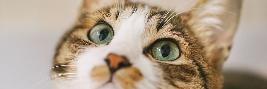 oyabon_net's profile banner image