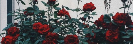 96NGH's profile banner image