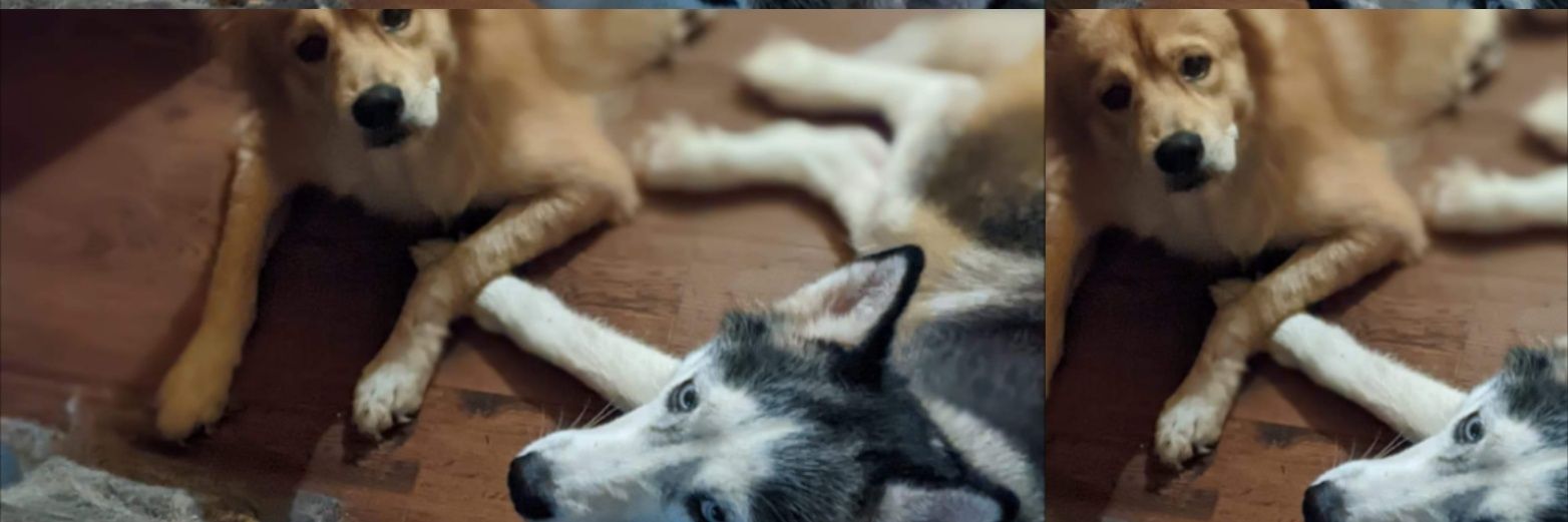 Tabby Z banner