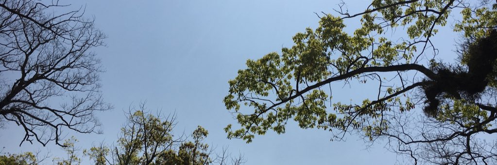 simo banner