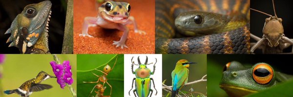 nvolpewild Profile Banner