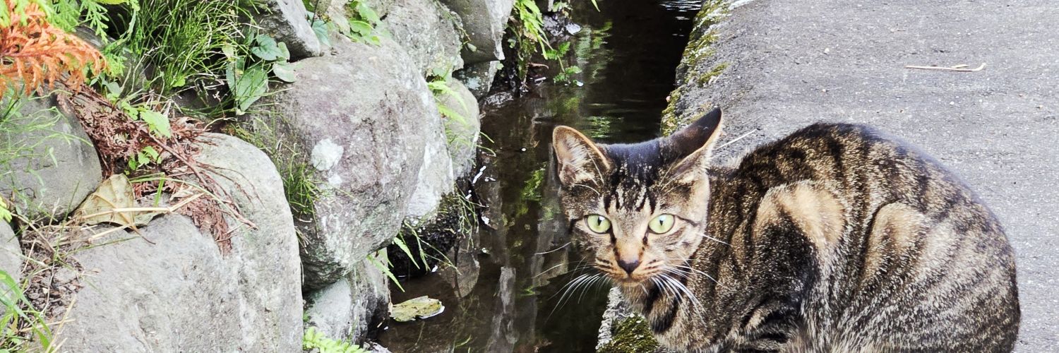 Voidquacker™ banner