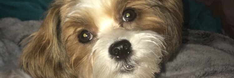 lizhammondd's profile banner image