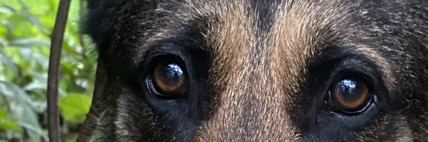 Alextellyn's profile banner image