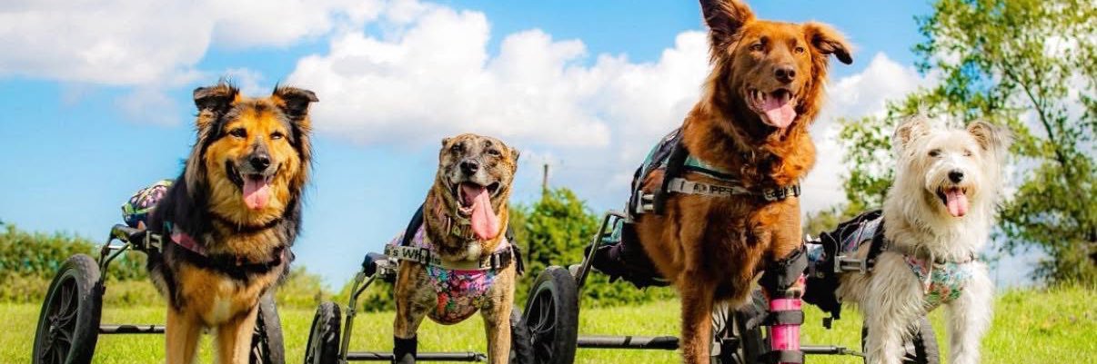 Flori's Friends Rescue banner