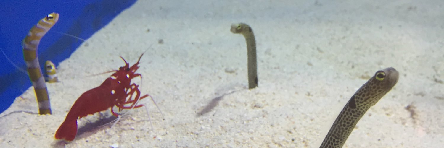 ayako°ʚ(*´꒳`*)ɞ°. banner