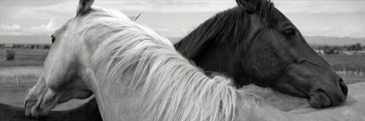 norah_alsa's profile banner image