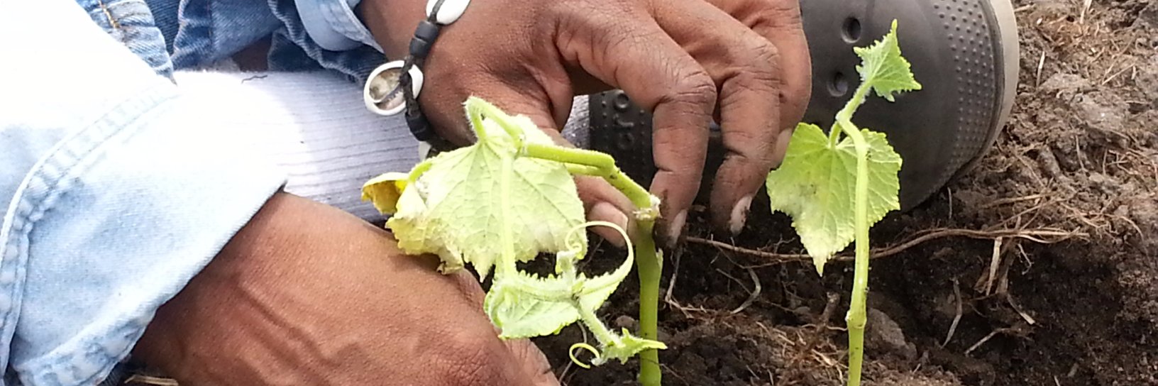 The Kola Nut Collaborative banner