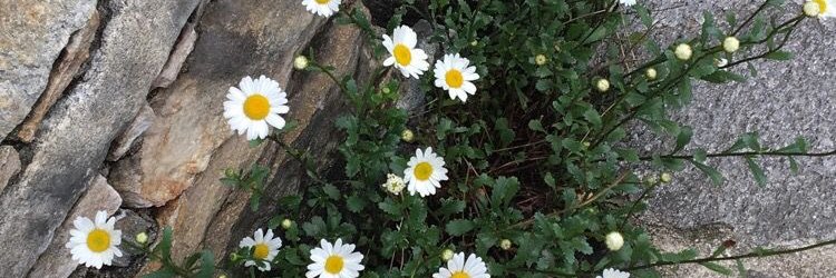 Harryelen's profile banner image