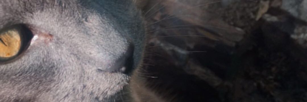 MaiGroesmann's profile banner image