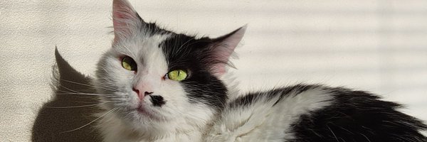 PauFresneda Profile Banner