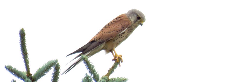 Bexley Wildlife banner