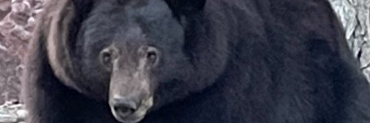 saeedsemrin's profile banner image
