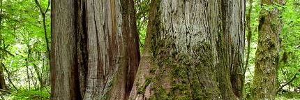 TreeDude420's profile banner image