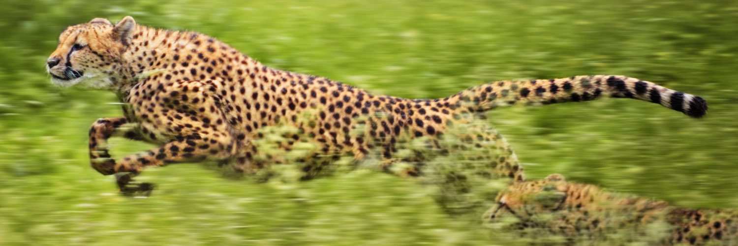 digitalcheetah's profile banner image