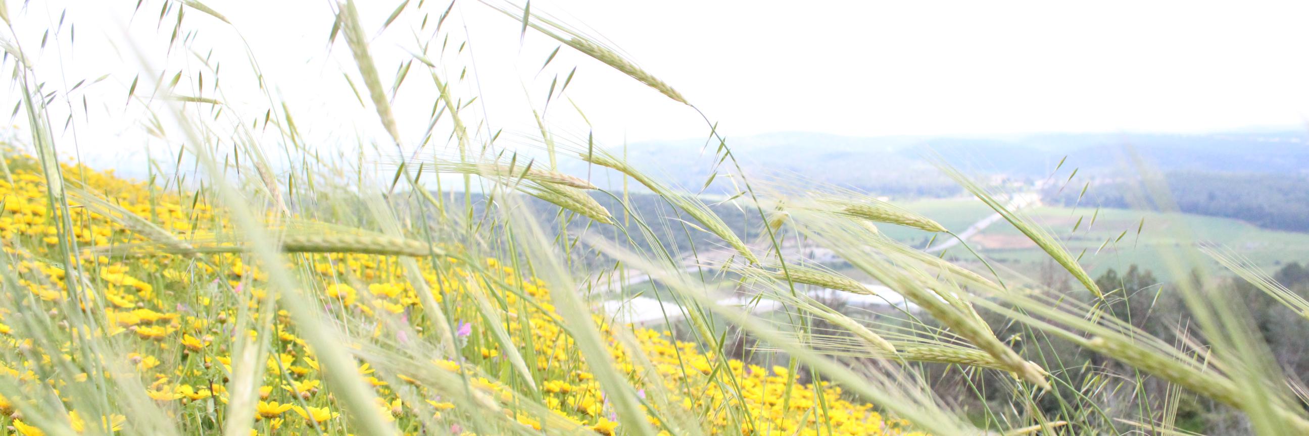 Richard Liverance banner