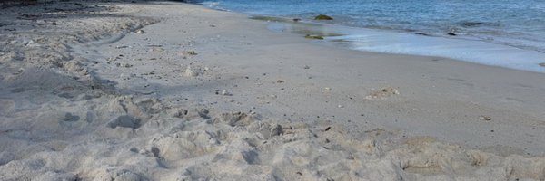 pet_surft Profile Banner