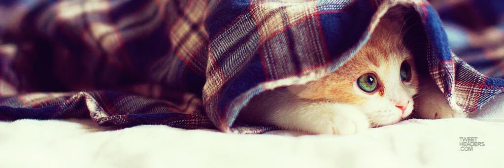 Starlightkitty_'s profile banner image