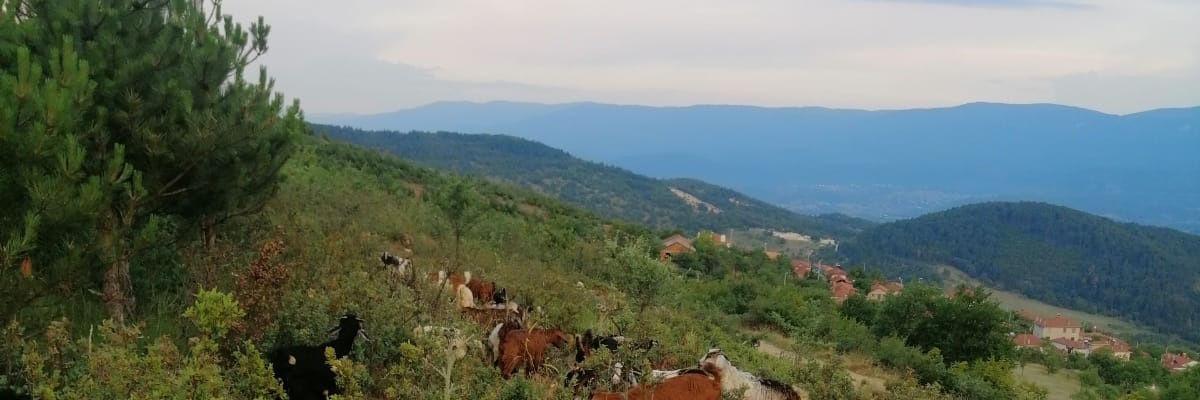 YasminYeva's profile banner image
