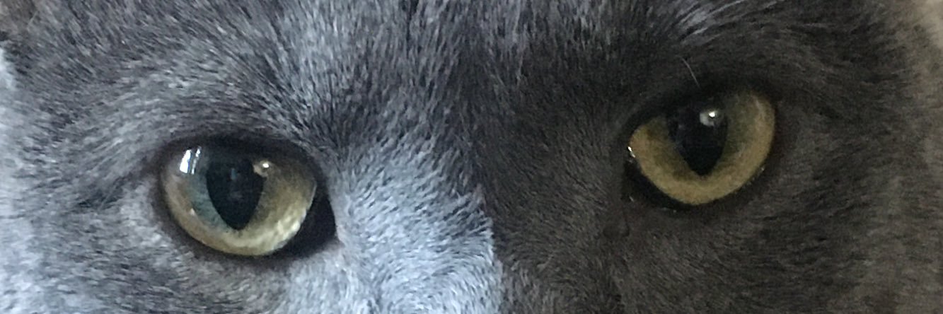 Joppsicle's profile banner image