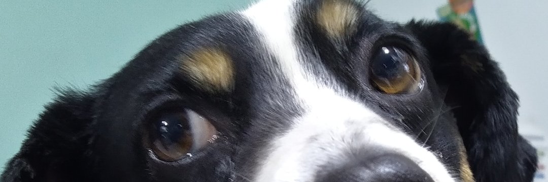 guga7000's profile banner image