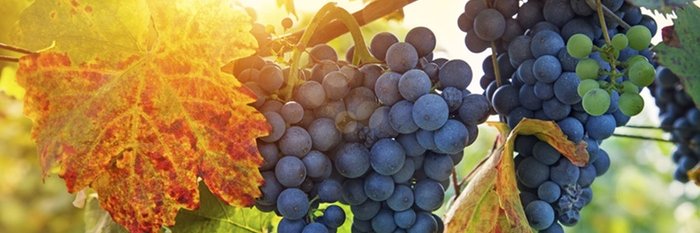 jamesatedenwine's profile banner image