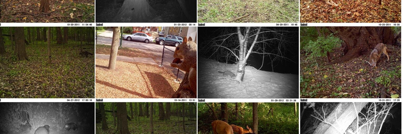 Urban Wildlife Inst. banner