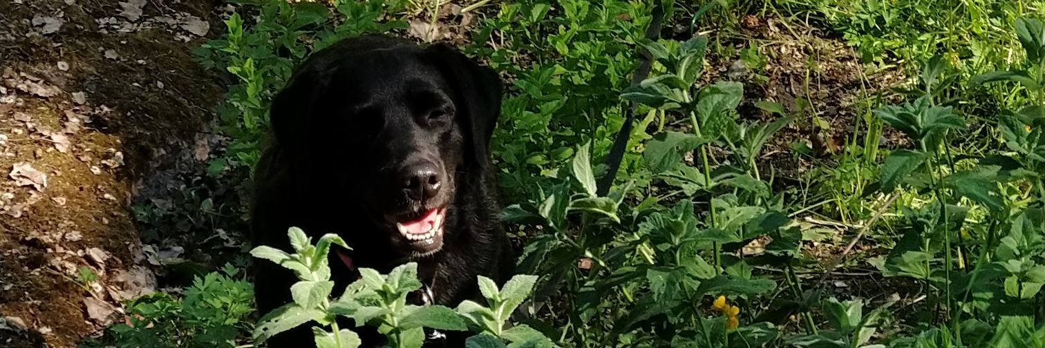 Daniel Lindegren banner