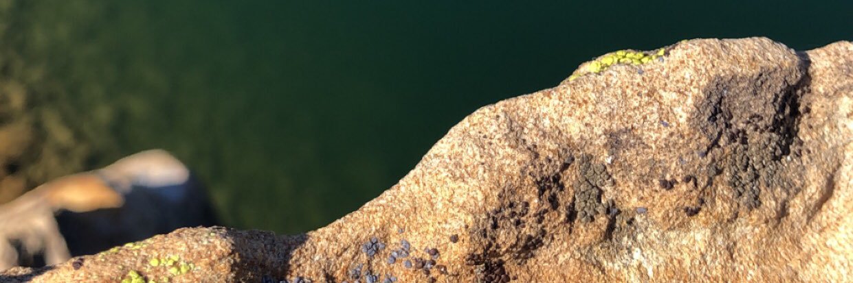 Lavyander's profile banner image