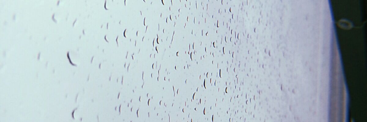 OL. banner