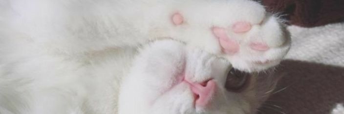 See_Rose_'s profile banner image