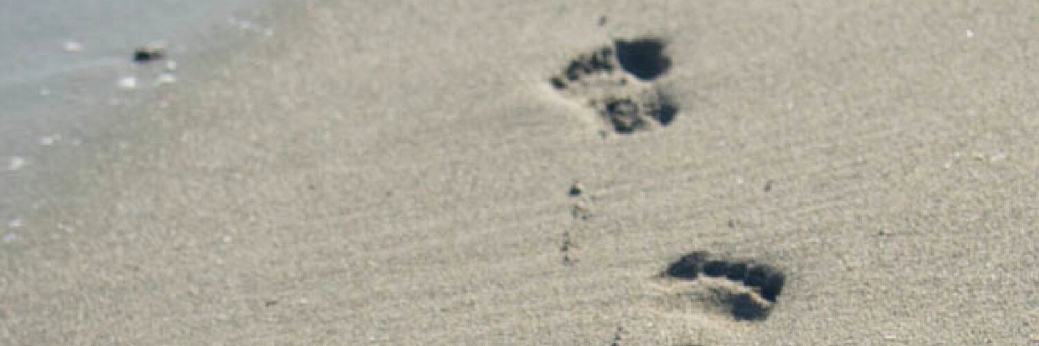 bokeflo's profile banner image