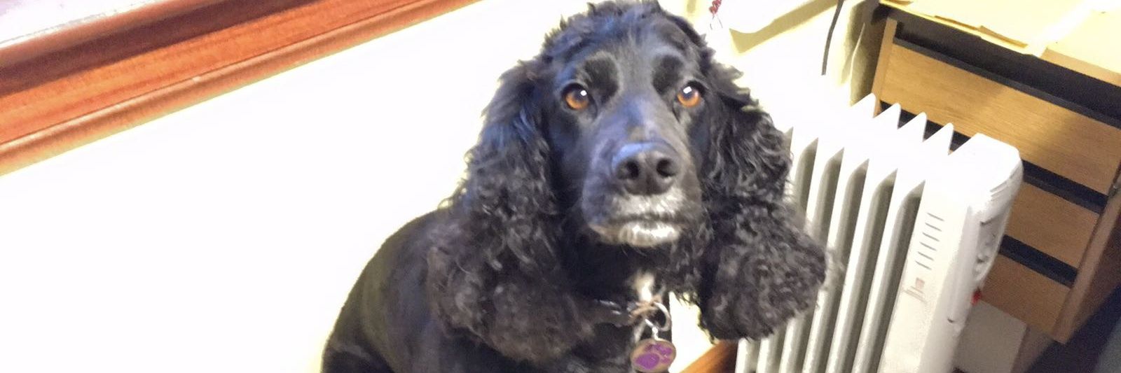 DogsForIndy's profile banner image