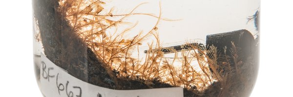 RbcmHydroids Profile Banner