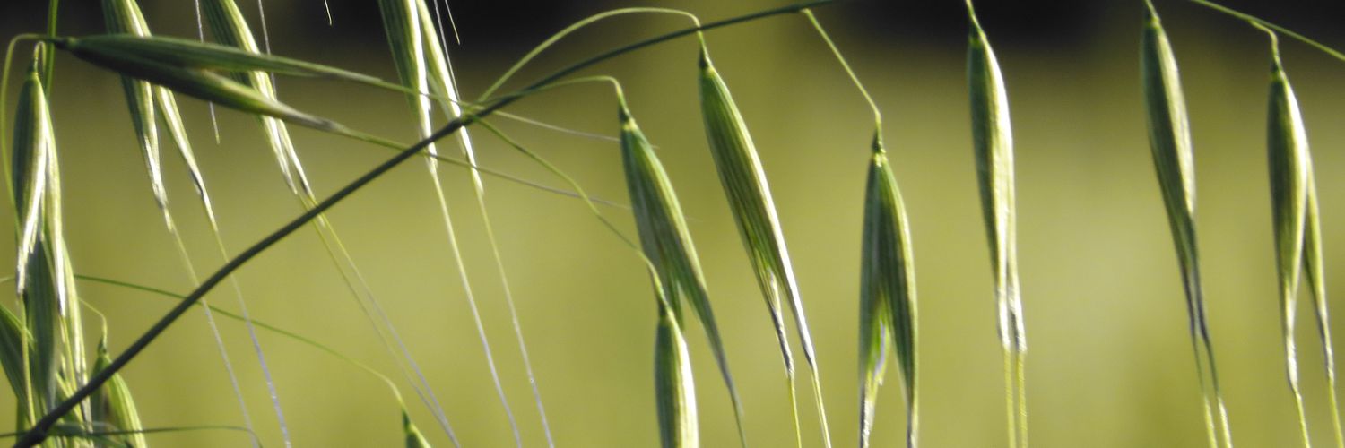 LabnogLluis's profile banner image