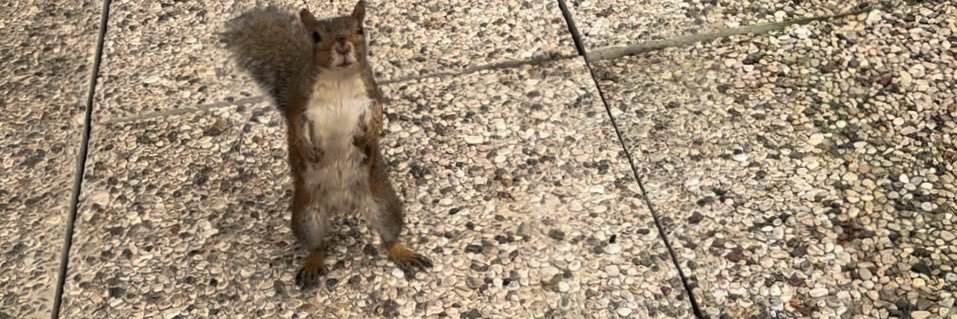 Modesty Blaise Ⓜ️  banner